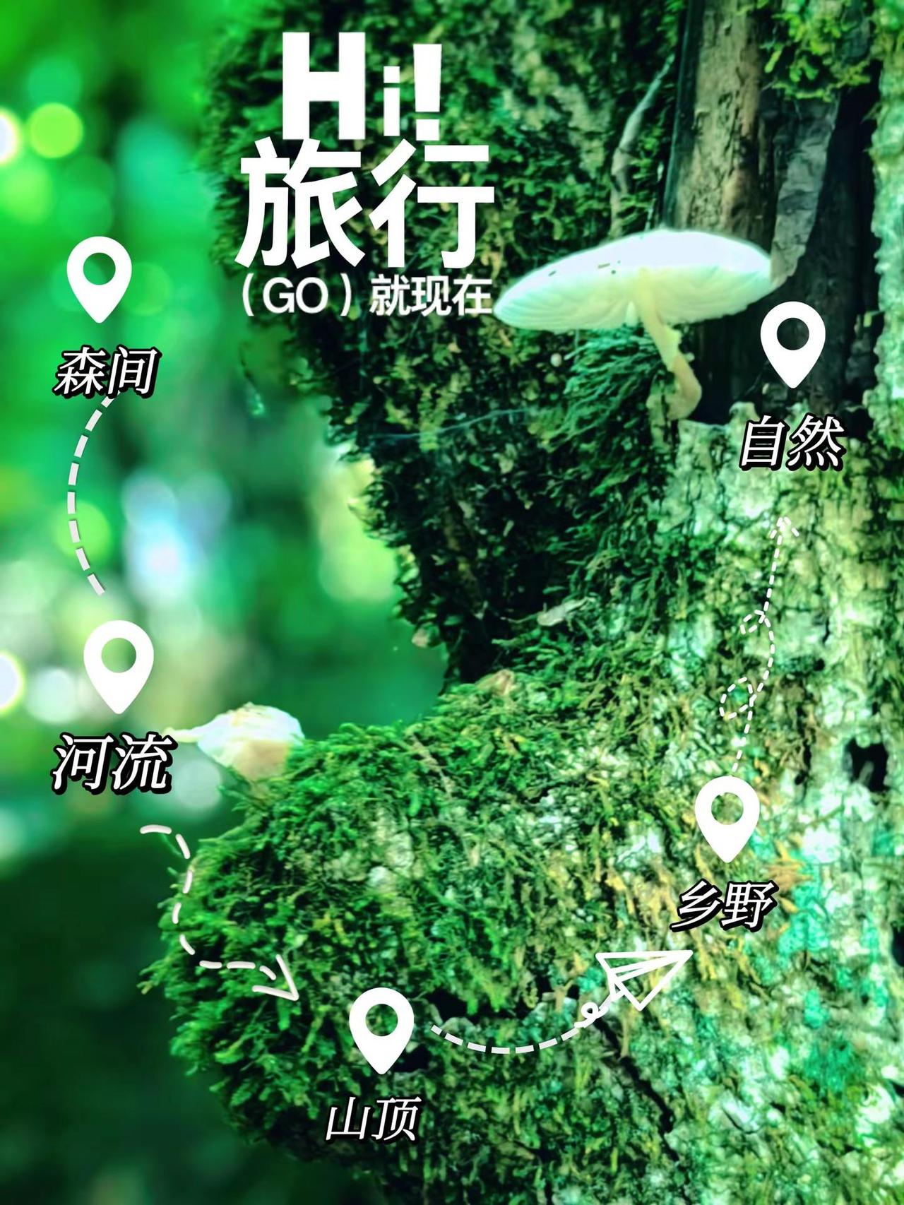 山野溪流 苔藓 大自然鬼斧神工巨石形态各异