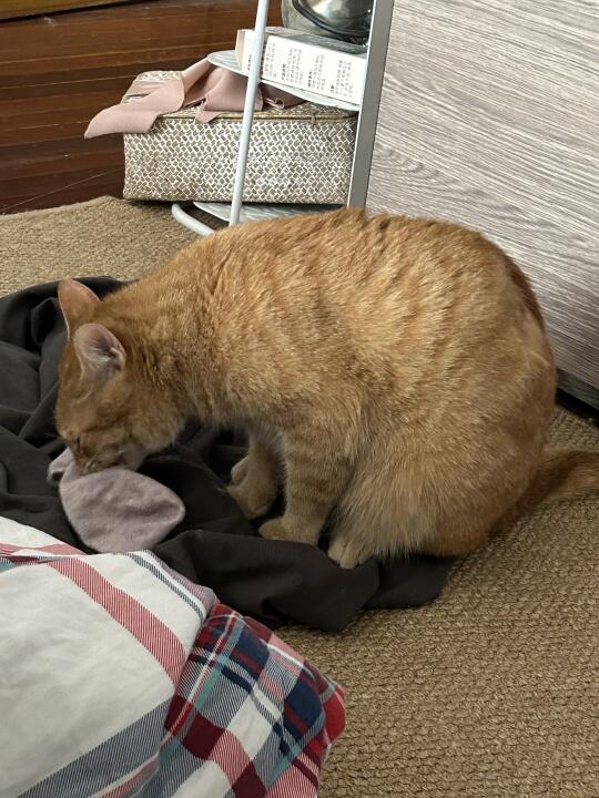 喜欢亲猫咪嘴巴的有福了