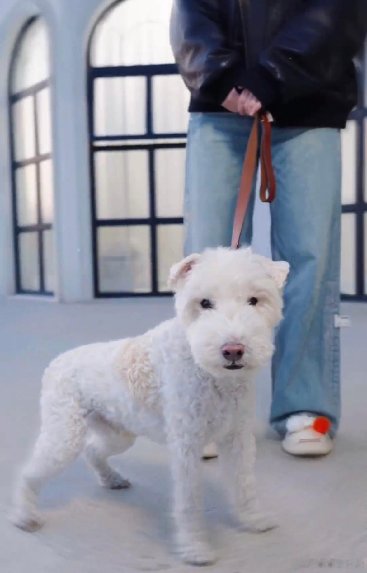 李小冉梗人养梗犬不愧是梗人养梗犬，李小冉性格风趣超有笑点，爱犬钢镚颜值超高，五哈