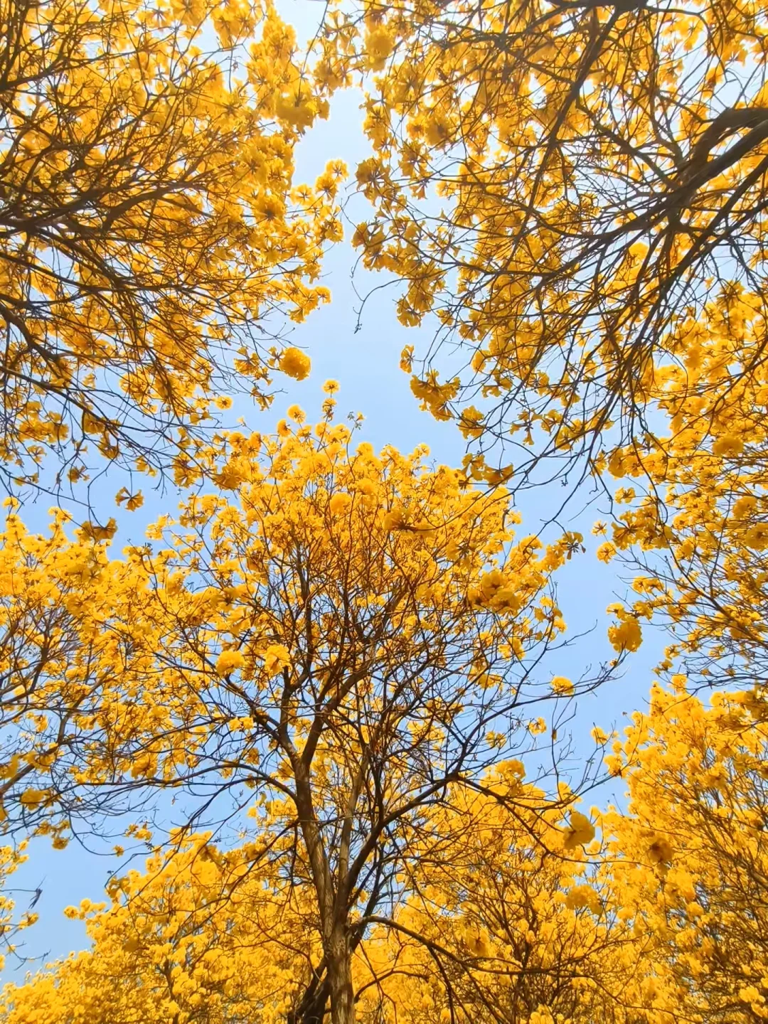 南宁人对黄花风铃的热爱，绝不亚于黄金