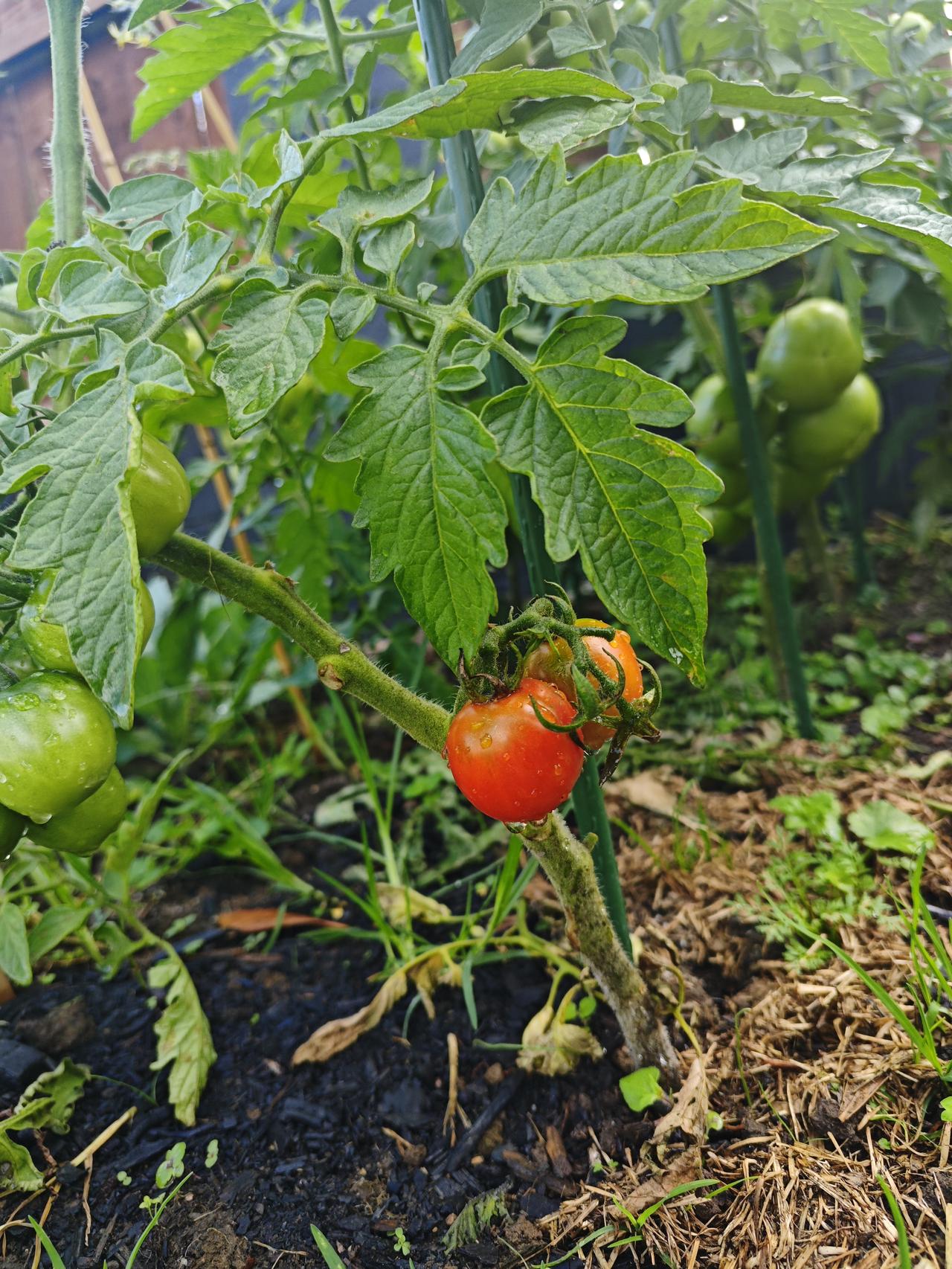 西红柿红了

两个月前种的西红柿苗，而今终于看到它结的西红柿红了！[捂脸]

说