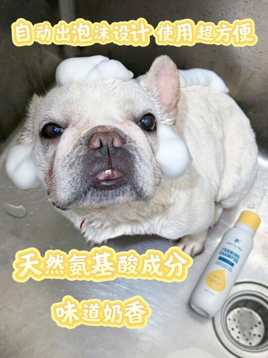 终于找到狗狗止痒的救星了