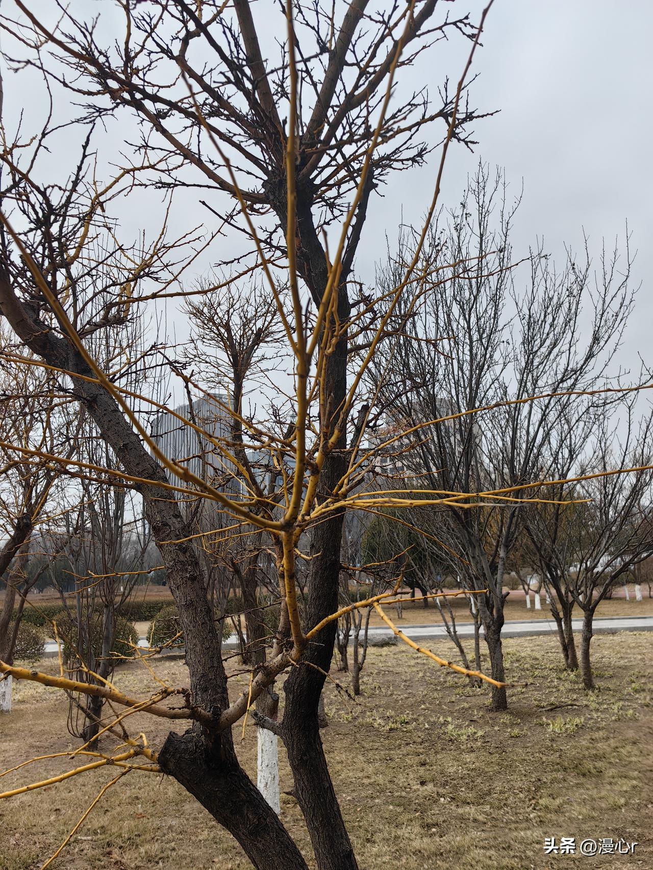 今天早上醒来感觉浑身疲惫，一猜就是昨晚熬夜看《用武之地》睡太晚了。这种状态最磨人