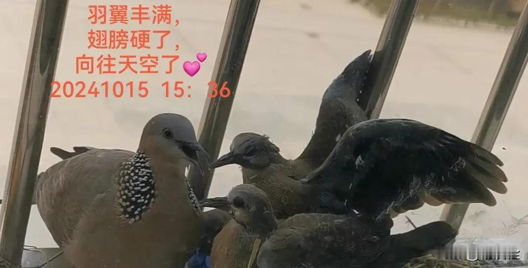
翅膀硬了，要飞了。