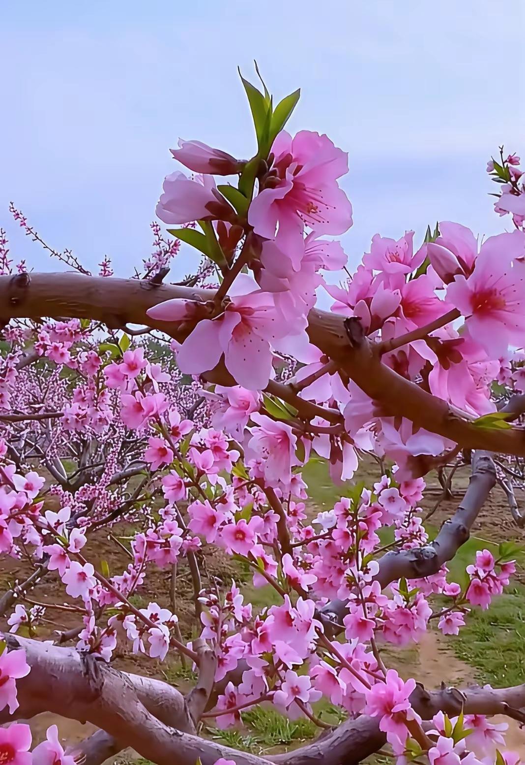 春色入怀来，花香独自开
 
风一暖，春便漫过山野，悄无声息，入我胸怀。
 
不必