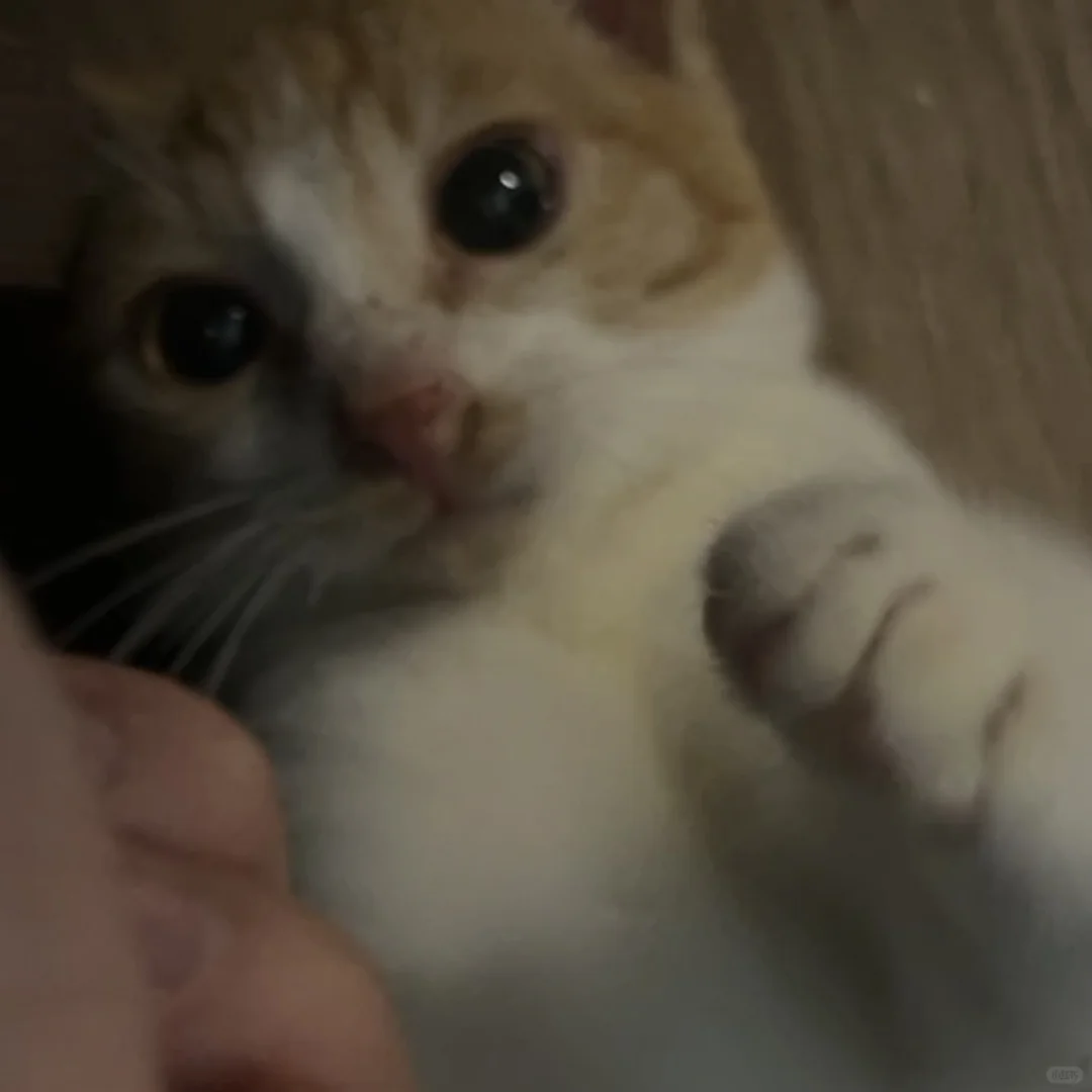 咪西咪西，这里是小李桑