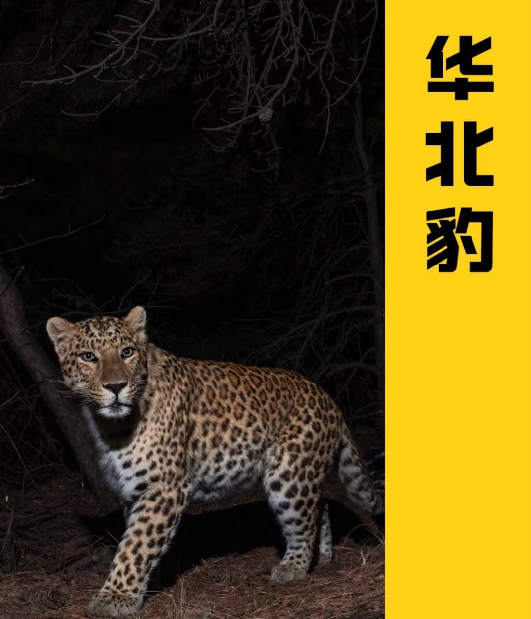 王一博找的华北豹是唯一只生活在中国的豹亚种，民间也称“金钱豹”。它体型健壮，雄性
