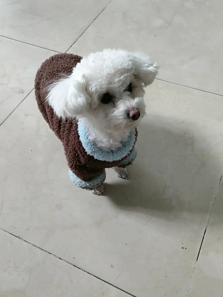 一张图证明小狗养的很好小毛孩的新年战袍已就位，揣着一身软乎乎的暖意，准备在马年里