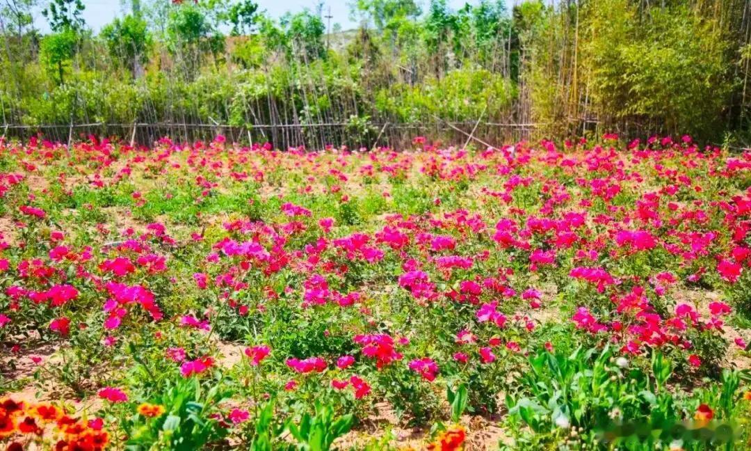 青岛西海岸的花海太美了！五彩缤纷的花朵像打翻了调色盘，随手一拍都是大片～阳光下漫