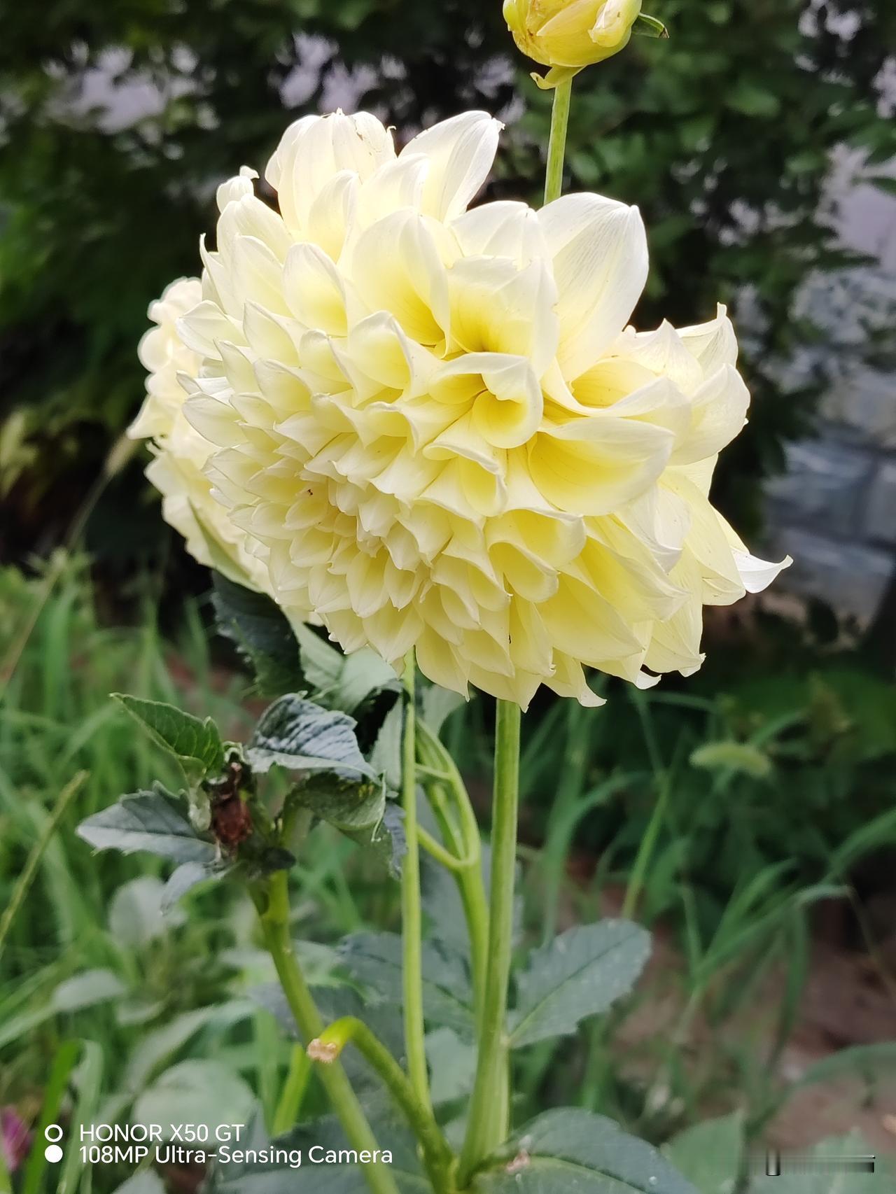大丽花是非常普遍的花卉，我们国家很多地方都有种植。
它的花朵大而娇艳妩媚，特别受