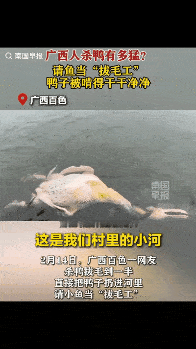 “解释不清了！”广西百色，一男子在河边清理刚杀的鸭子，但杀鸭容易拔毛难，愣是弄了
