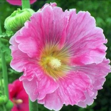 蜀葵花：
蜀葵开放向阳光
万紫千红清雅香
晓露凝珠润艳腮
夕阳流霞媚态芳