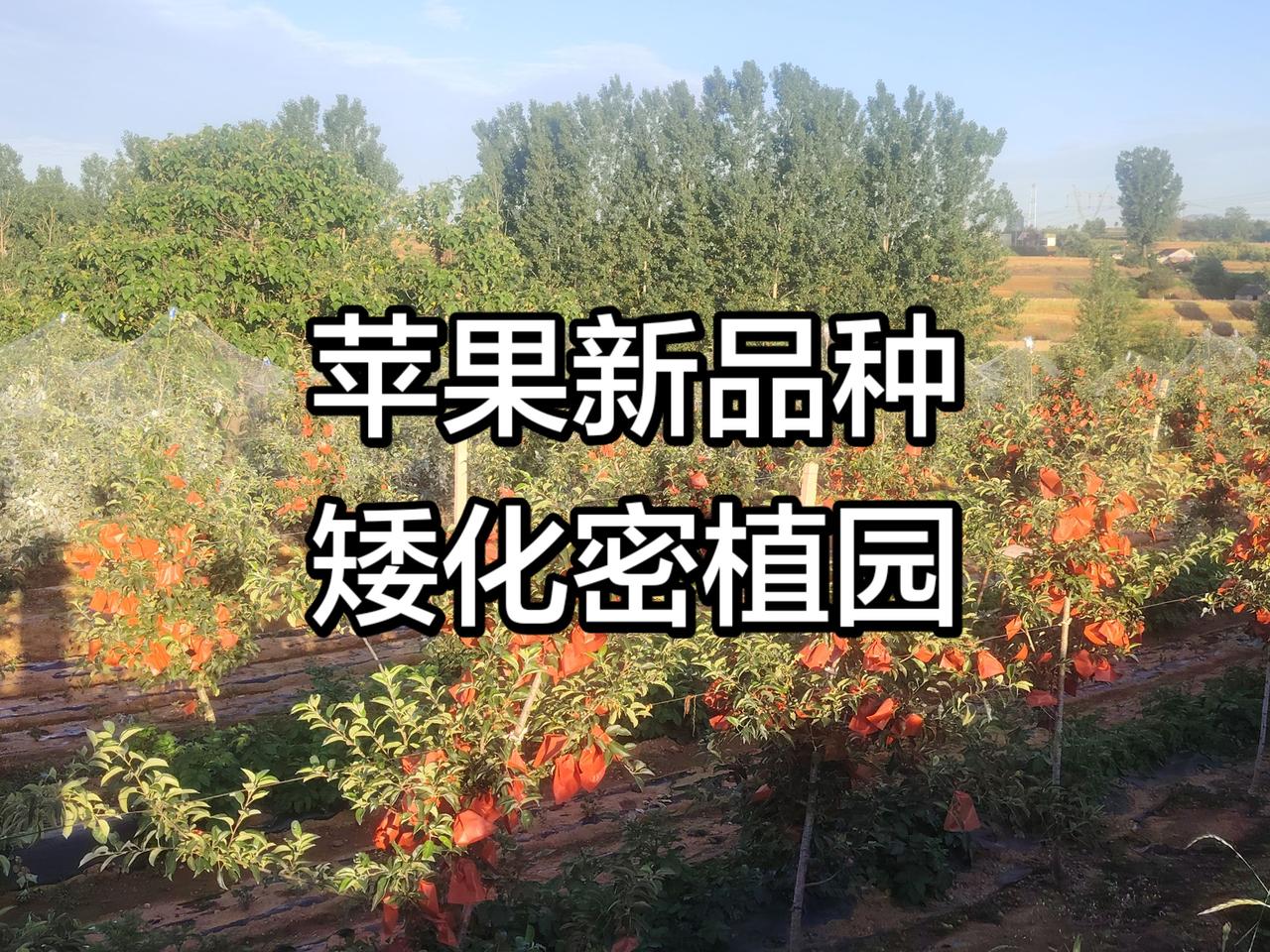 分享一张你的随手拍