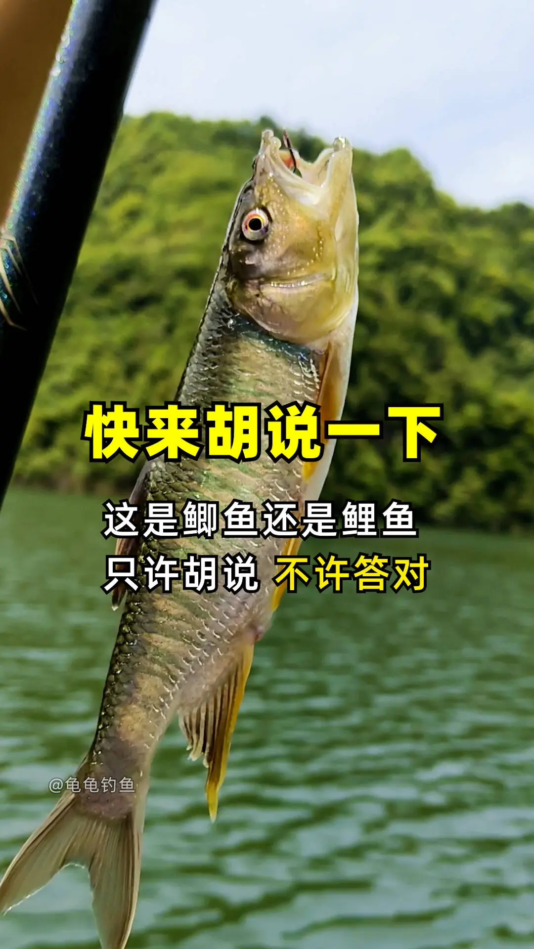 我先来，这是鲢鳙鱼😂 ， 户外野钓马口鱼，用什么 好？龙王恨的蓝鲫X...
