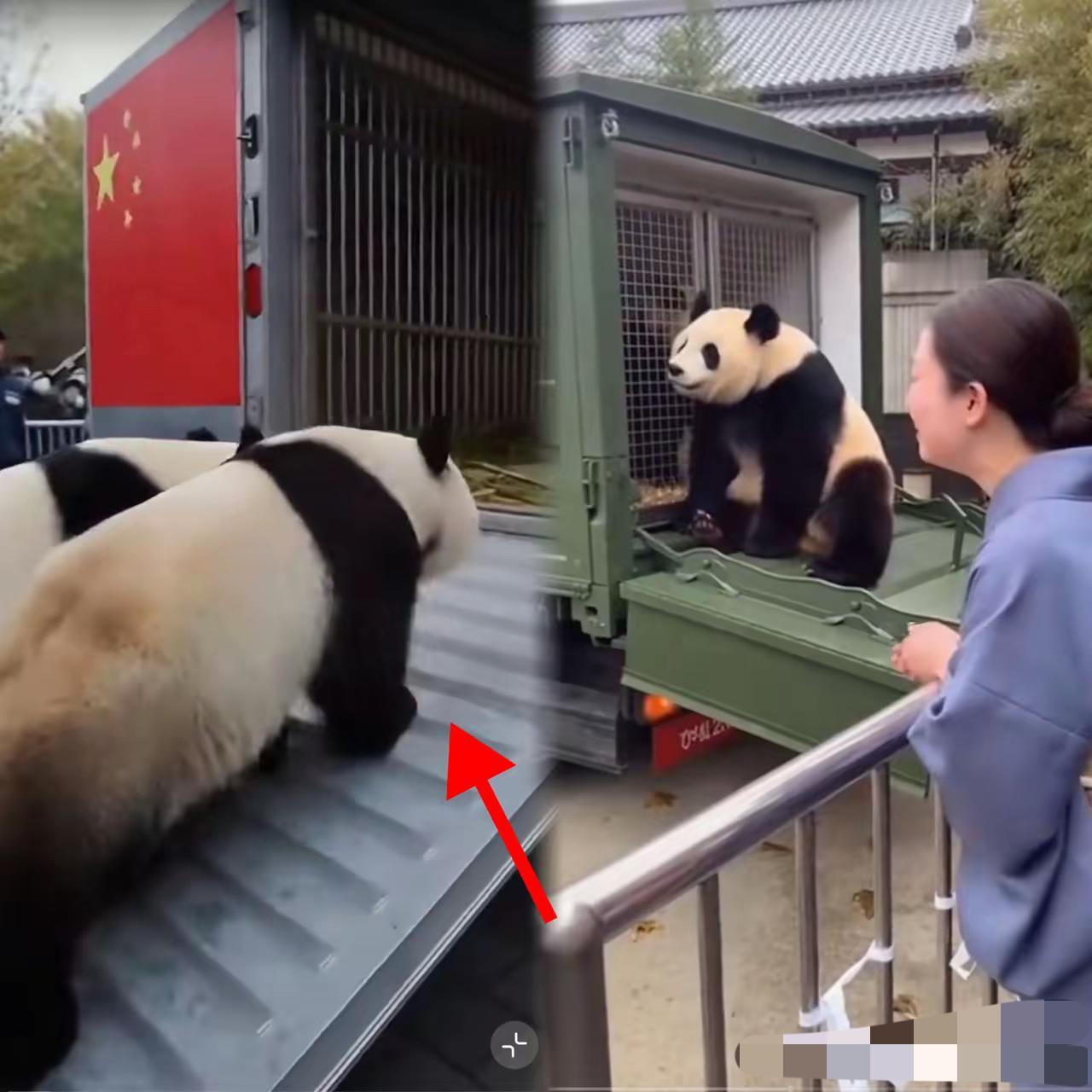 1月27日，上野动物园那一幕真让人看着五味杂陈。这就是血脉里的东西，神奇的很。