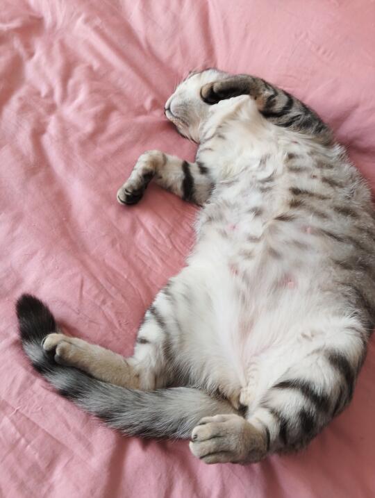 小猫奇奇怪怪的睡姿