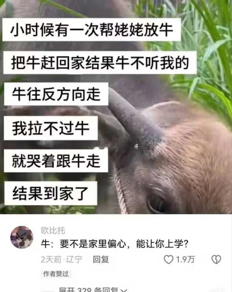 妈妈，牛来 ​​​