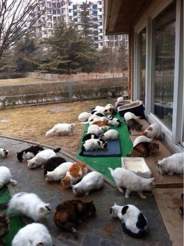 #刘亦菲 女明星认真打工挣猫粮#神仙姐姐努力拍戏认真养猫！人美心善爱心爆棚，是小