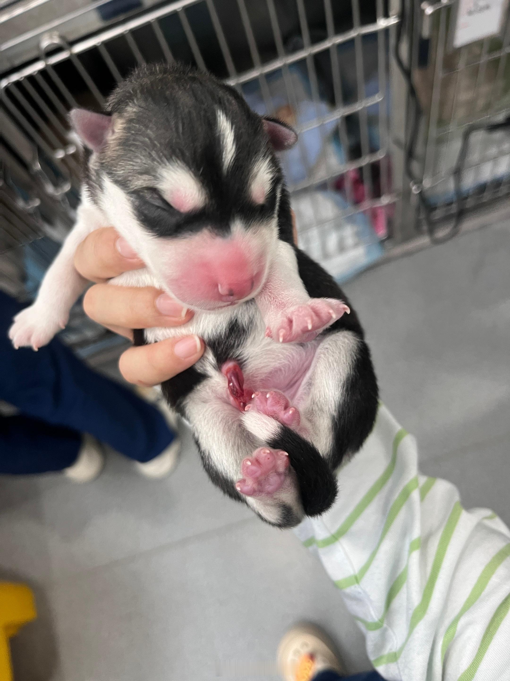 同事的哈士奇生了八只崽，现在她家有十只狗我的天有人喜欢养狗吗，我觉得这样太耽误她