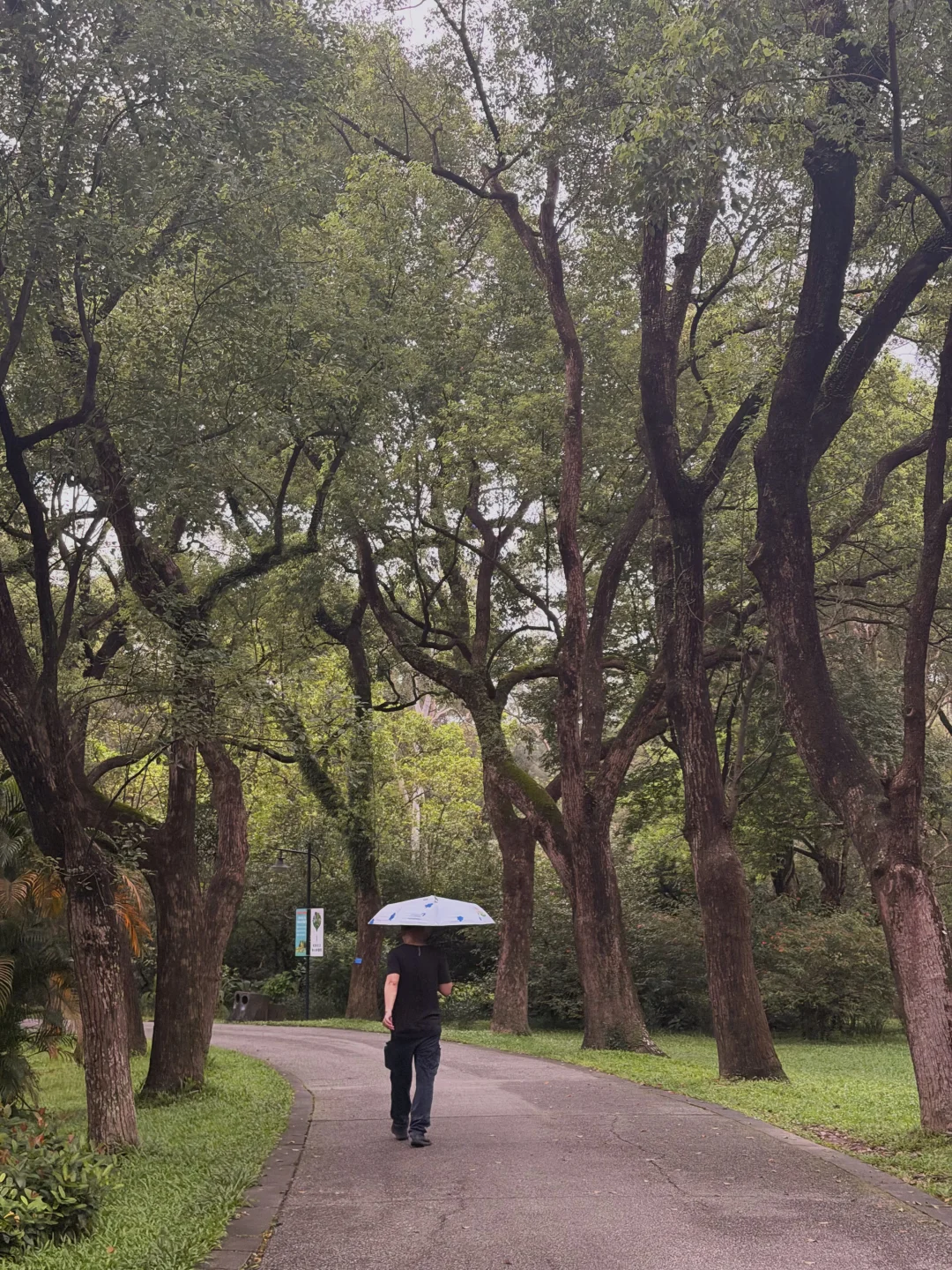 问广州「晴」为何物｜那就雨中漫步吧💛