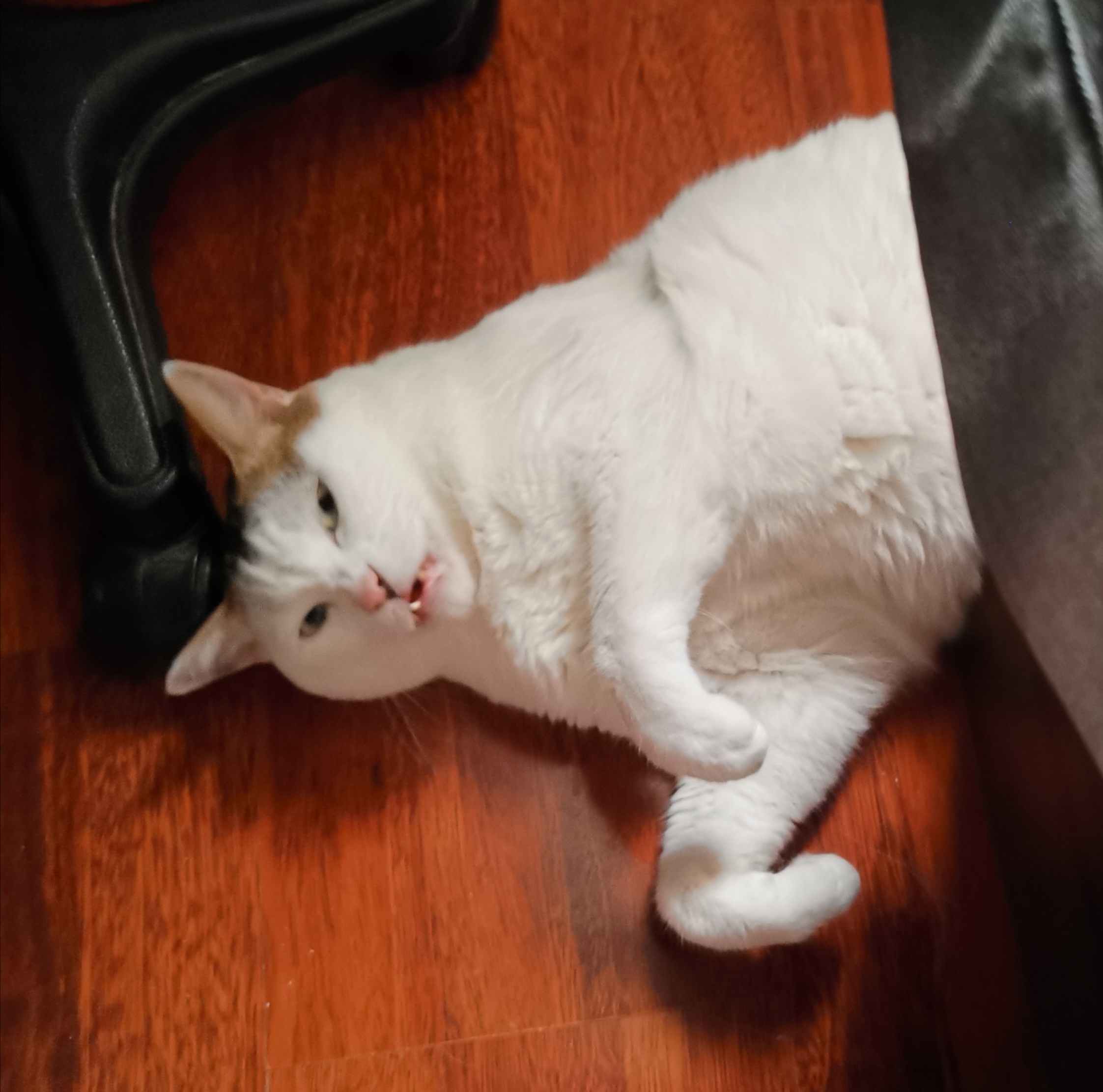 猫宁。今日多帅强弟。一日二猫，洋猫中猫，洋猫是小黄，中猫听涛声。