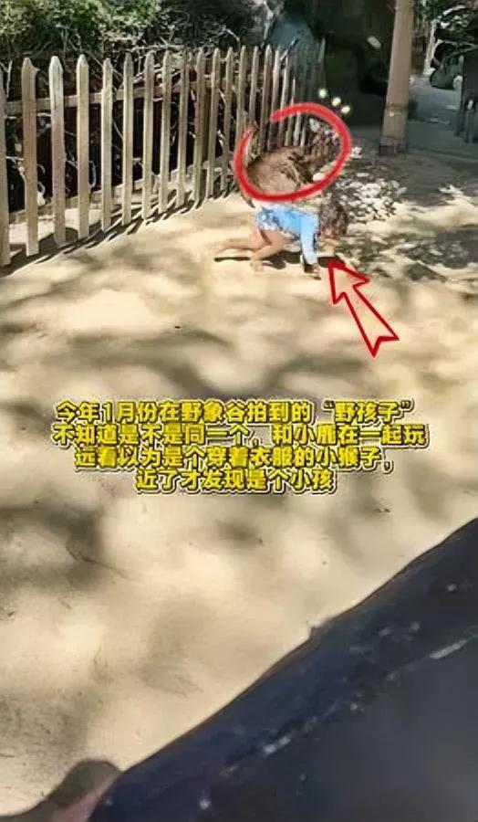 刷到野孩子视频惊到我！

这画面和朋友拍到的好像？

去年在野象谷，朋友远远看见