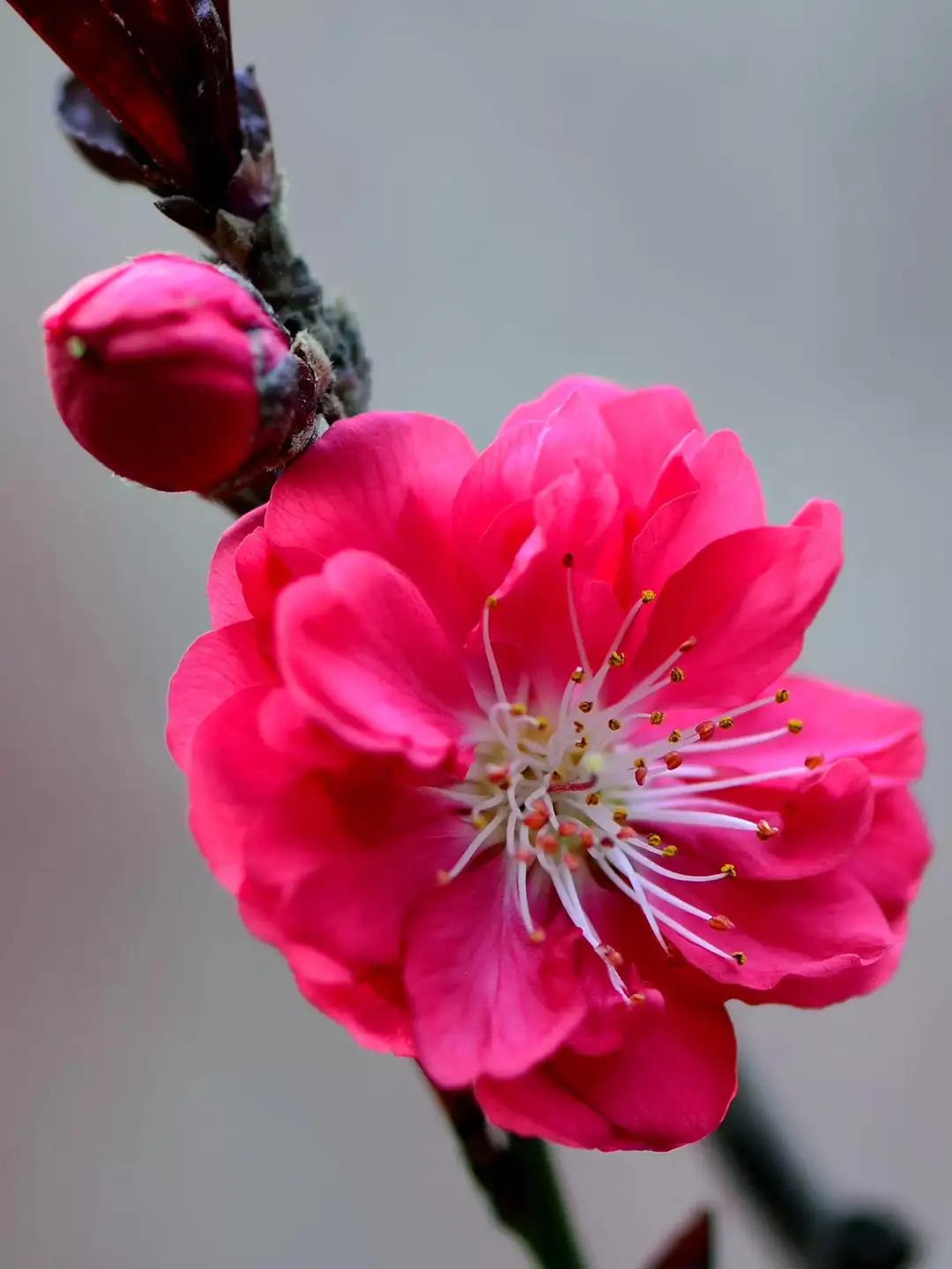 您怎么看待梅以“病”为美这句话？
原来我并不懂其意，原来梅的“病”美，恰是它历经