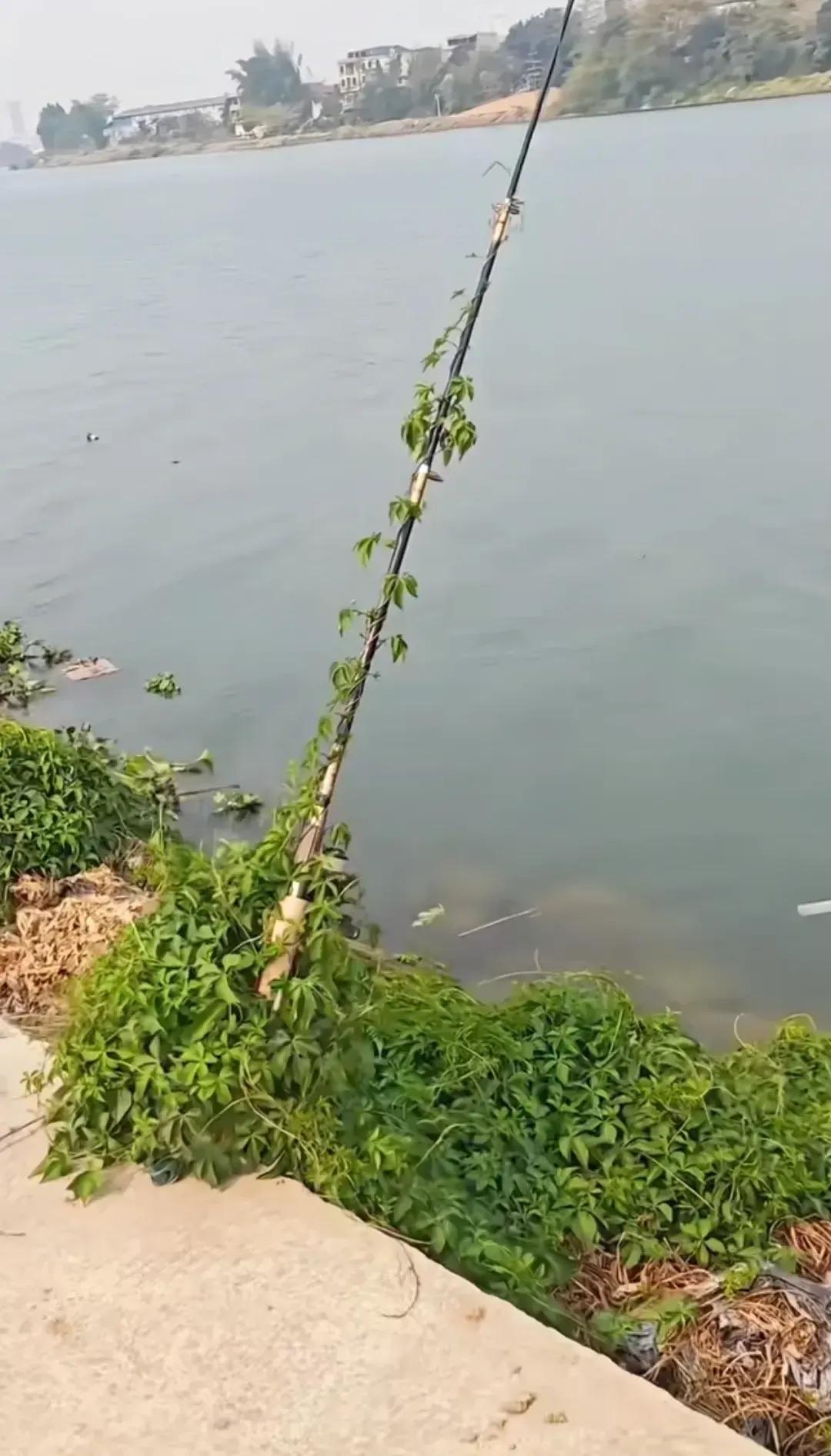 有点好奇！鱼竿都爬满了青藤，昔日的钓鱼佬们都去哪了？