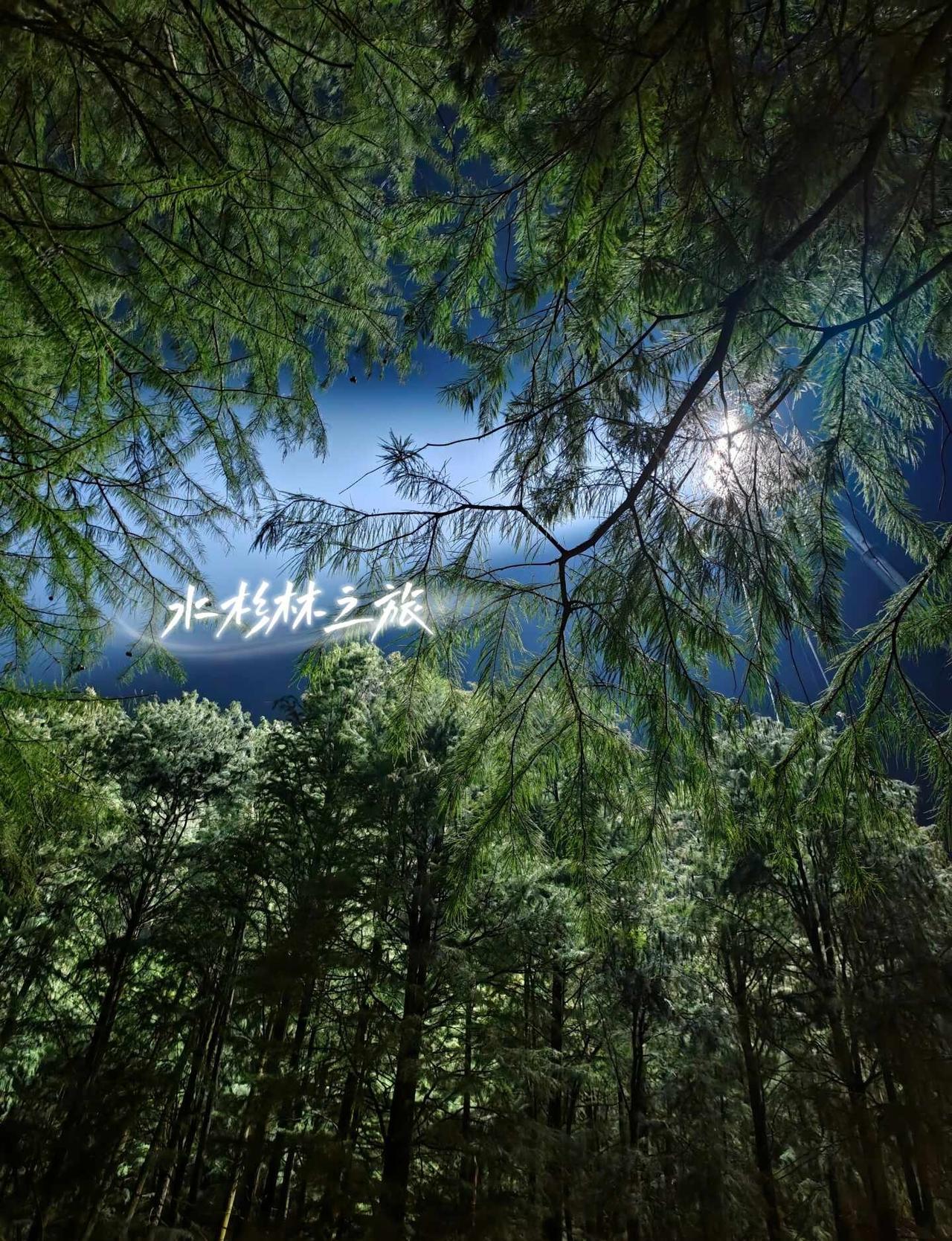 大哥在雨林探险｜咱也水杉林探险
水杉林和湖水其实很美，再过个把月，等到水杉叶变成