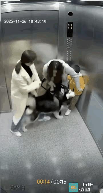 搭乘电梯两不原则！关键时刻可以保命！

一、不与牵狗的一起搭电梯。
几乎每栋楼都