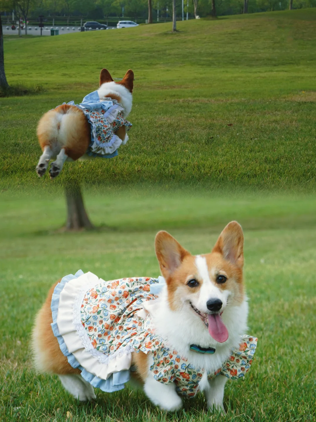 是飞起来的矮子呀🛫️