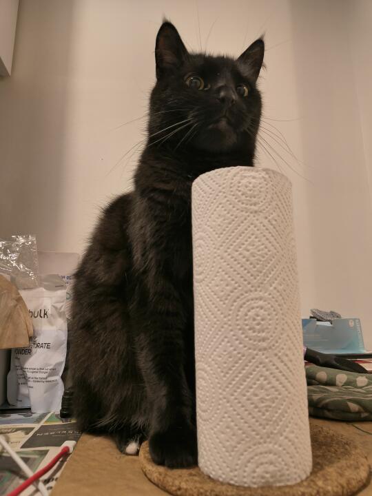 小猫身高超过厨房纸