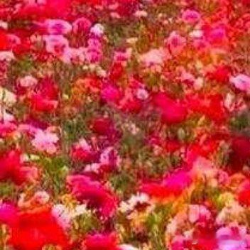 愿你三冬暖，愿你春不寒，愿你天黑有灯，下雨有伞，一路都有良人伴 