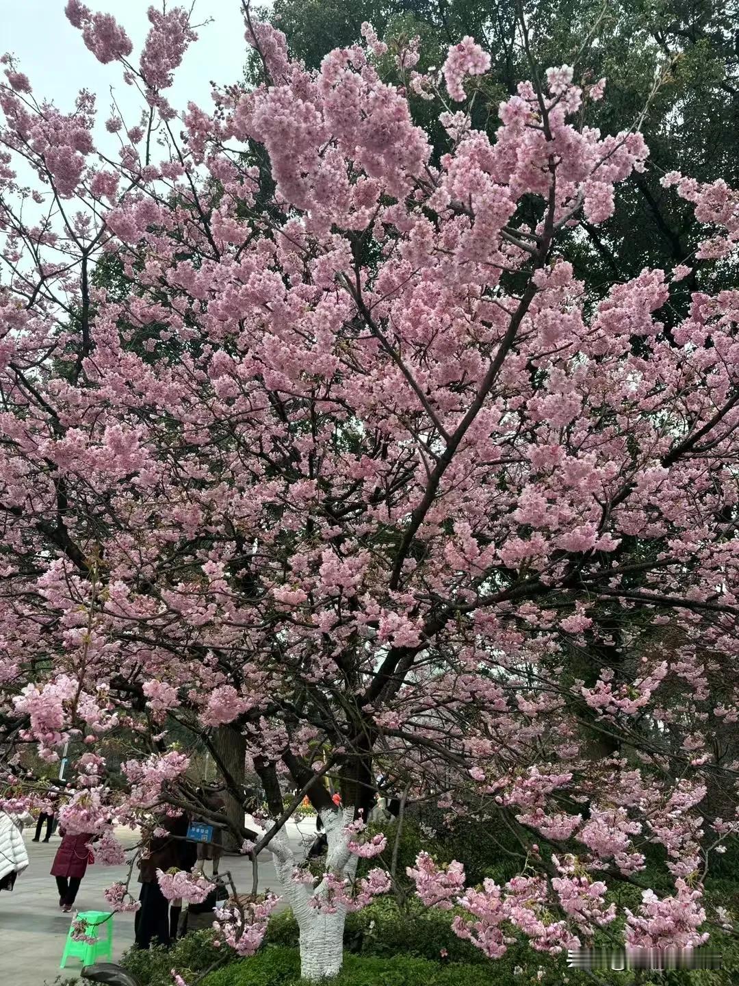 最近重庆很多地方的红梅、美人梅都开了，鸿恩寺、园博园、南山植物园都成了热门打卡地