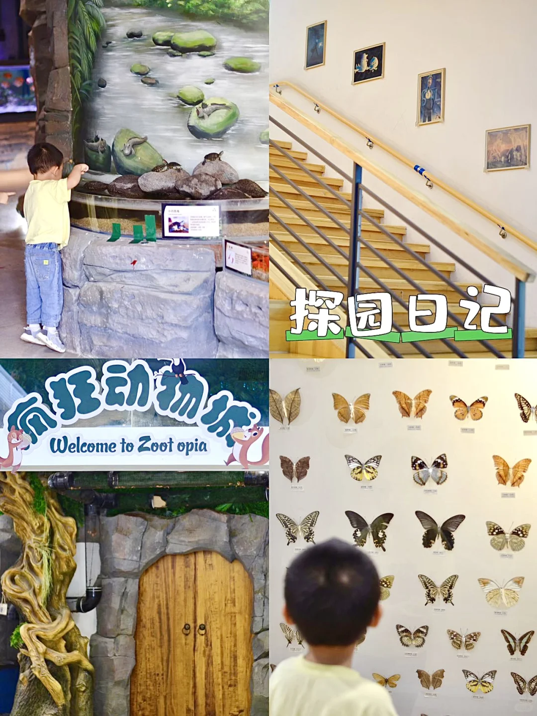 我天‼️这个幼儿园里居然藏着一个动物园❗️