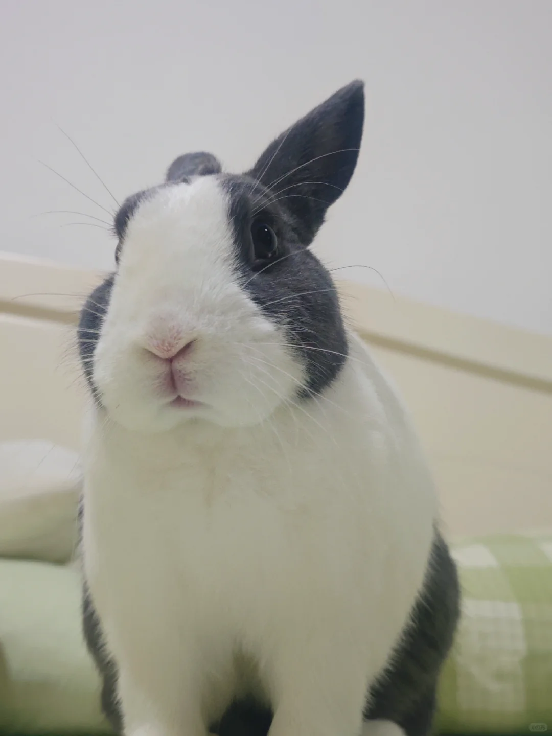 怼脸胖照+4