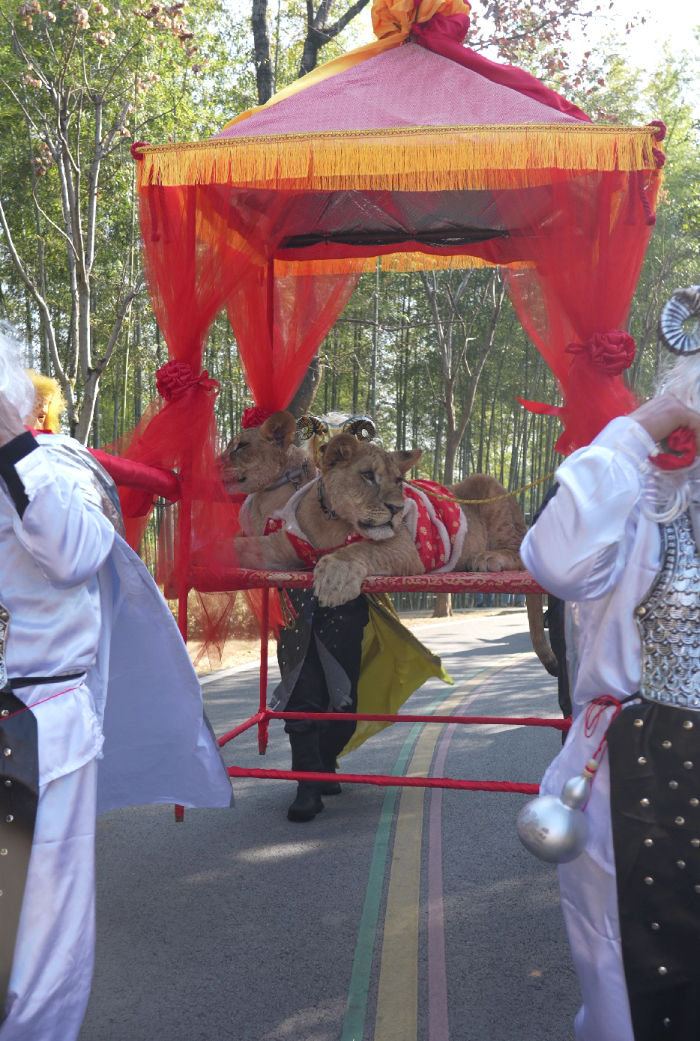 【这么卷了吗？#动物园回应抬狮子乘花轿巡游#：排练元旦“狮王巡游”表演节目】#动