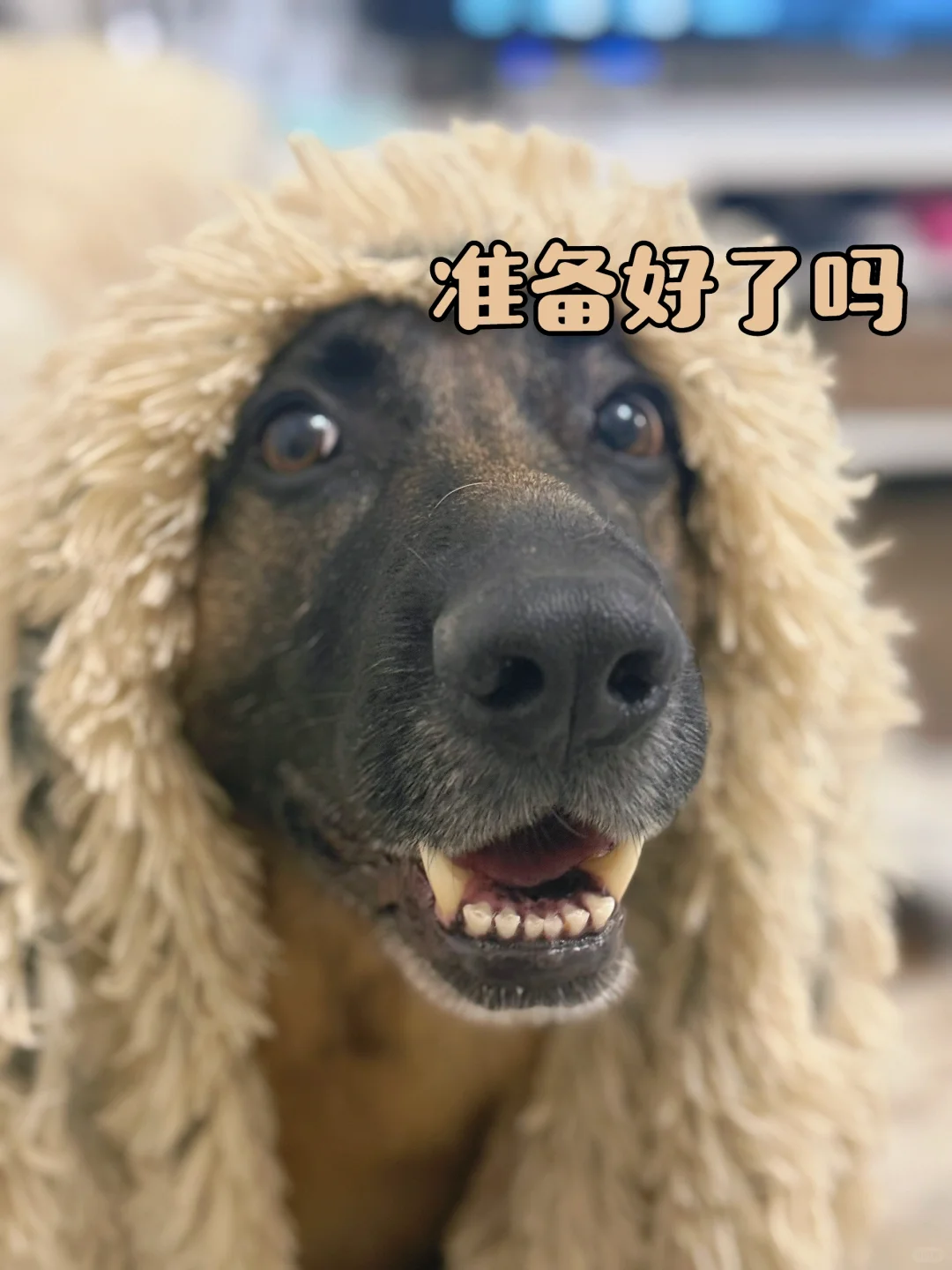 就在明天！！！Ren’s Pets 10月$10刀折扣