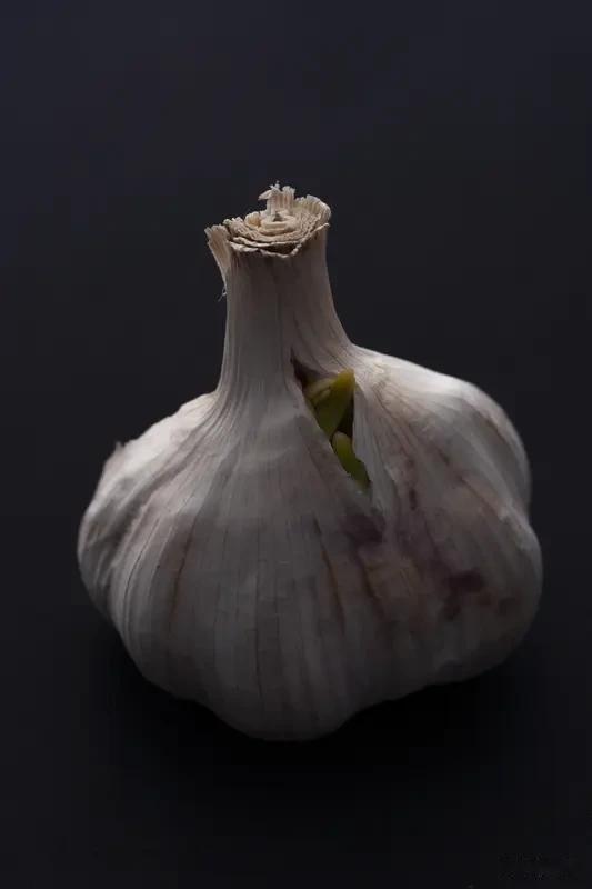 洋葱、大蒜什么时候栽种？
以我们北方来说，栽种时间一定要把控好，种早种晚都会影响