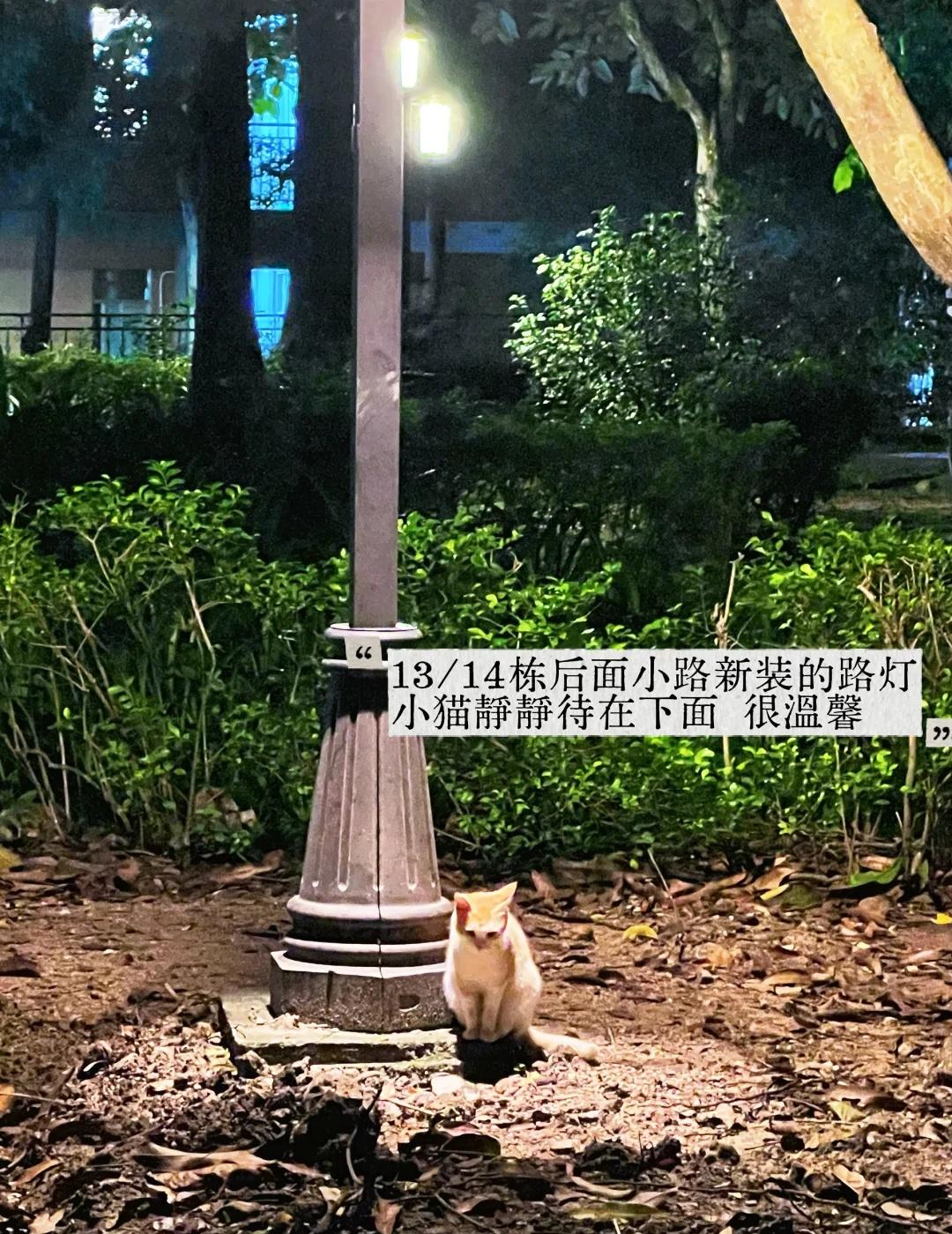 广外｜最近在大学感受到强烈的人文关怀🧚‍♀️
从暑假到现在，校园里处处搭起装修