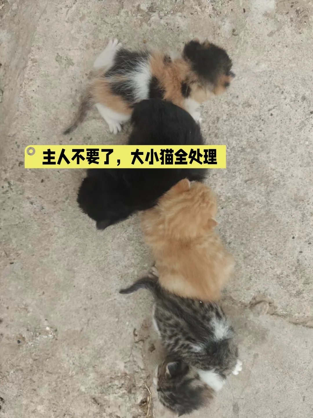 主人不给猫绝育，猫多了，就不想要了，大小好几多猫都不要了，没人要就卖给...
