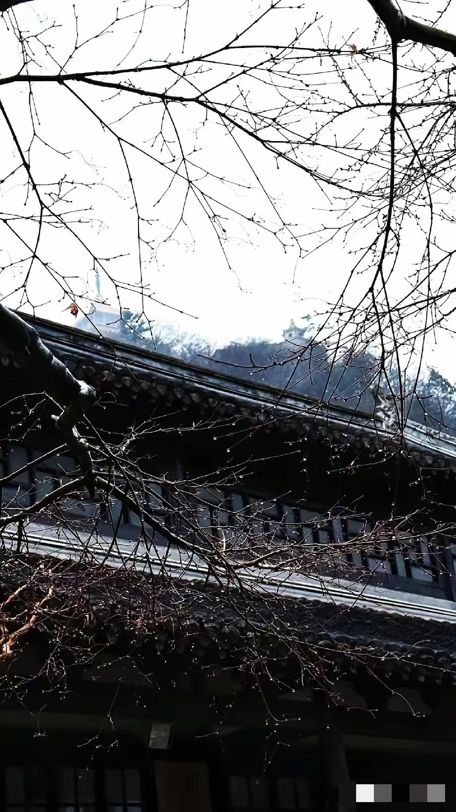 突然发现，
五十岁以后的女人，
都开始悄悄的留短发了，
这是为什么呢？

陈姨今