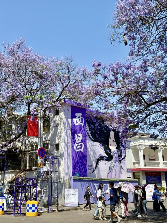 比起昆明，我更爱这个低调的蓝花楹小城