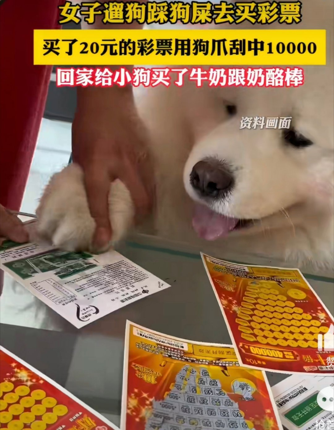 女子踩狗屎后用狗爪刮中1万元狗狗立大功 
