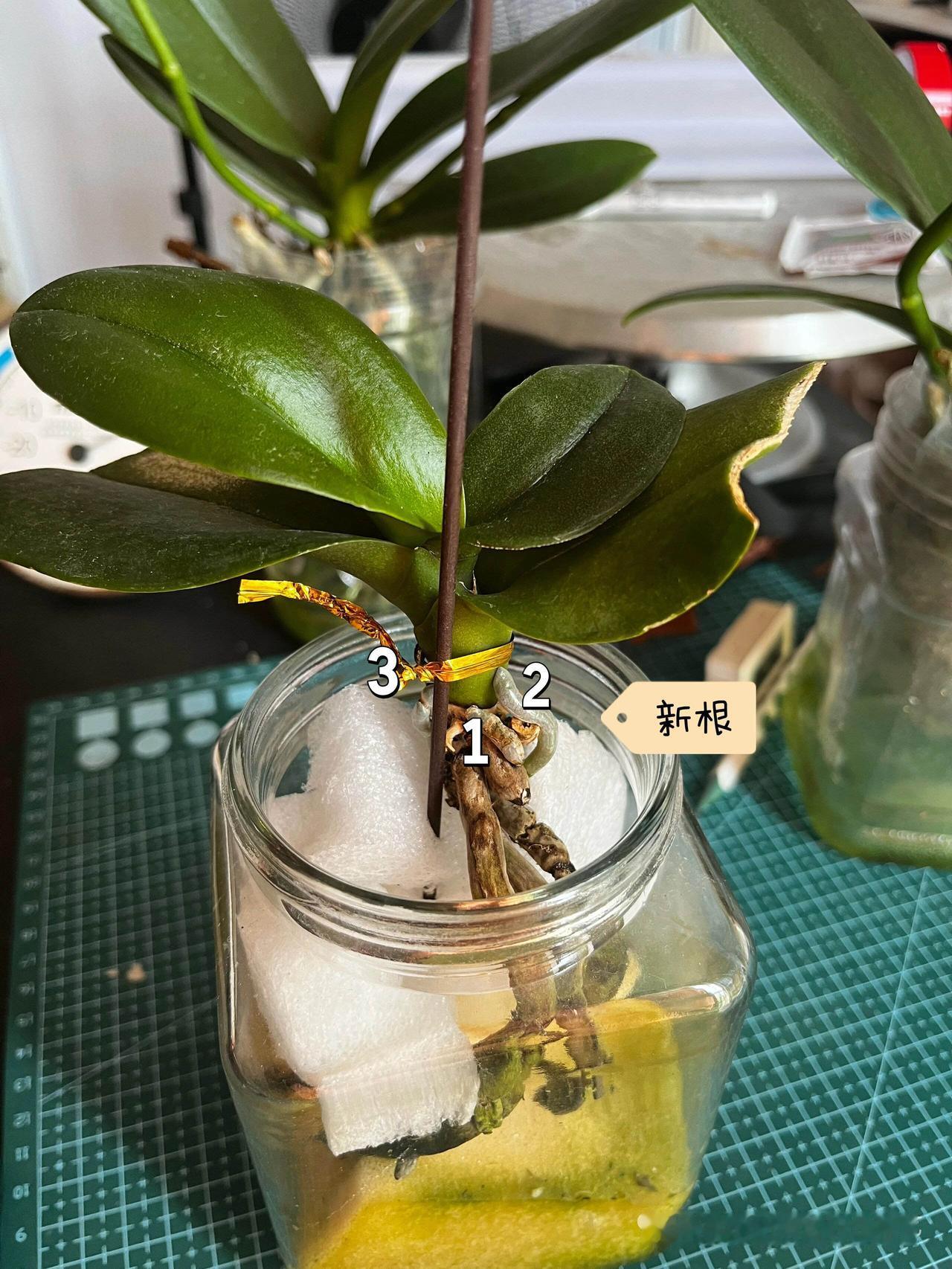 拯救蝴蝶兰案例分享
这盆蝴蝶兰命运多舛，从垃圾场捡回的时候，就剩两片叶子，然后放