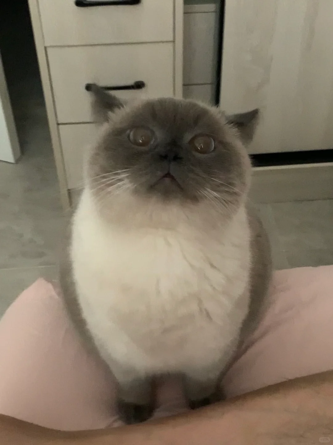 我妈让我上床睡了（骄傲脸