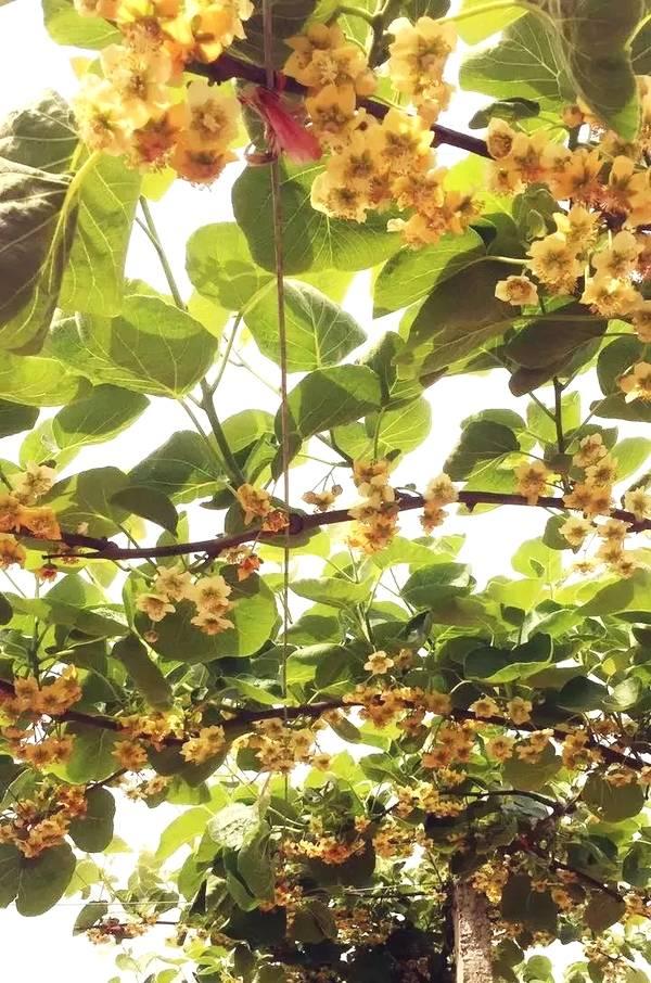 猕猴桃花粉有多大——
 
一、猕猴桃花粉到底多大？
- 单位：微米（μm），1微