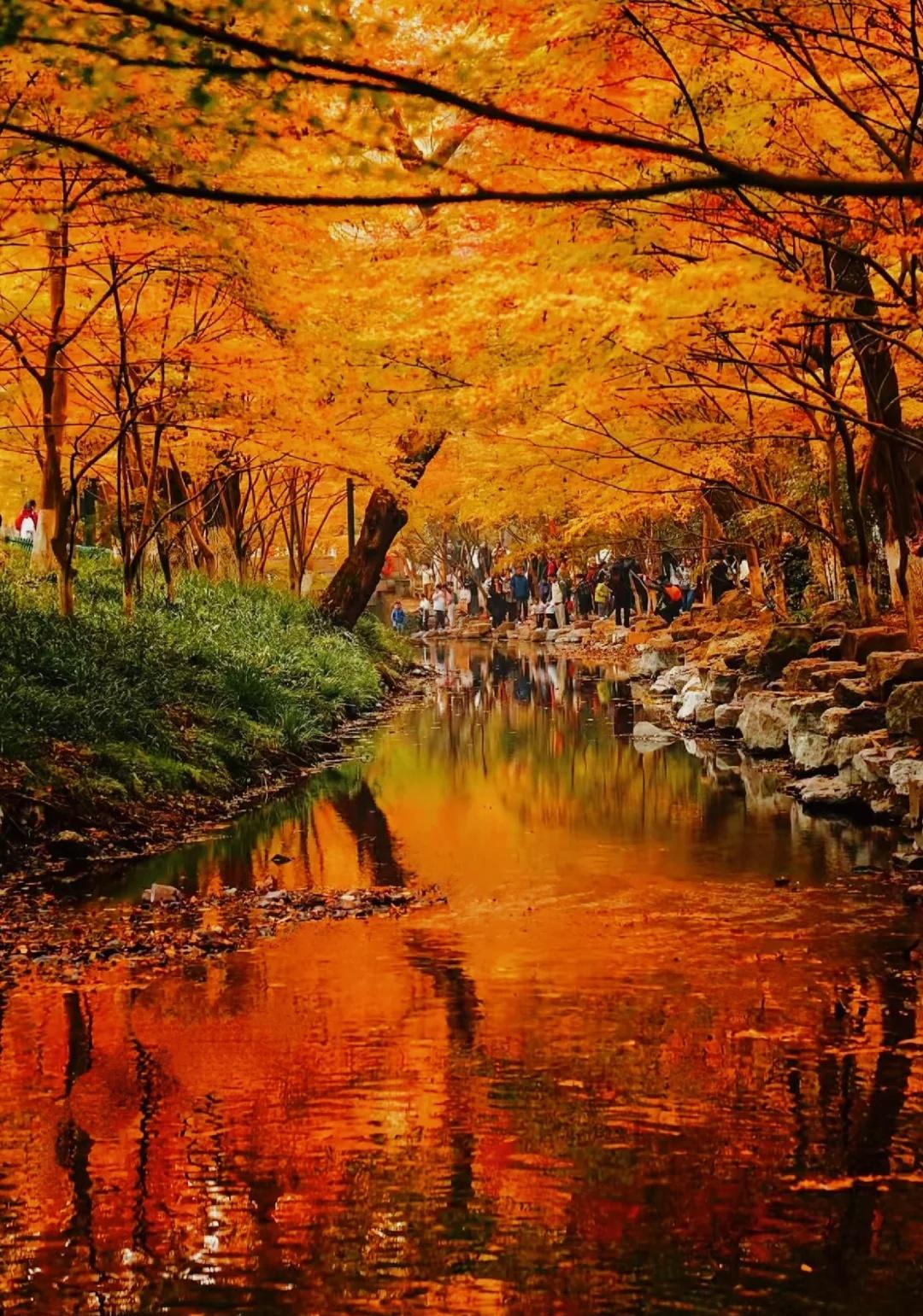 上海组队｜11.8九溪十八涧，徒步秋色顶流
杭州的秋虽短却是美的惊心动魄💗
每
