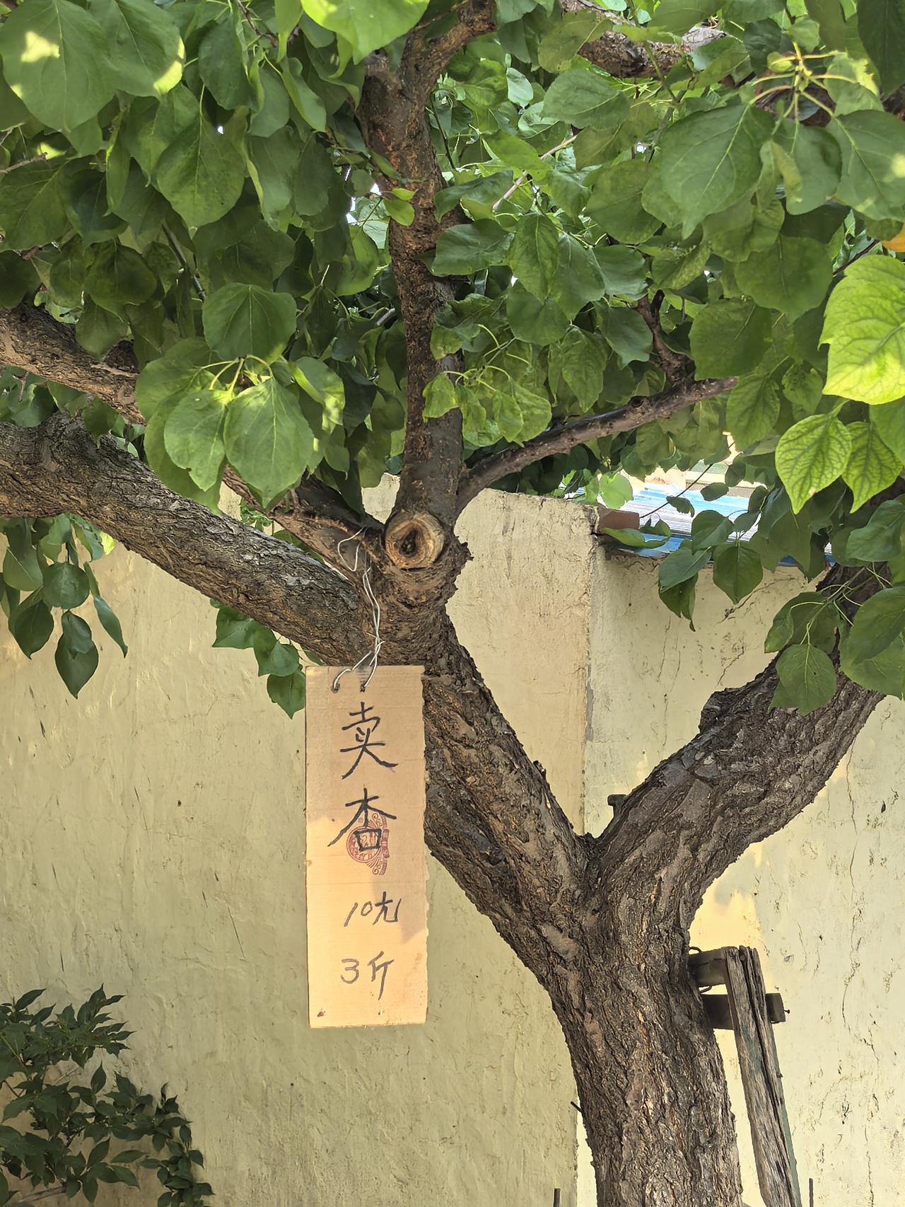 树头卖杏
老树横枝挂木牌，静待行人慰情怀，
十块三斤凭客取，不争闹市自招财。