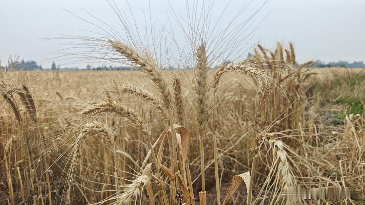 小麦赤霉病预防策略
  小麦赤霉病是影响产量的重要病害，其危害范围覆盖我国主要麦